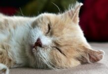 Jak dotrzeć do leniwego dziecka?