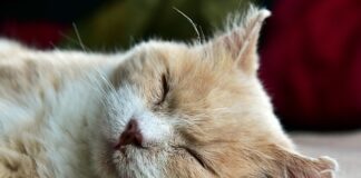 Jak dotrzeć do leniwego dziecka? Jak dotrzeć do leniwego dziecka?