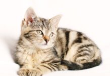 Czy trzeba zbierać paski placowe?