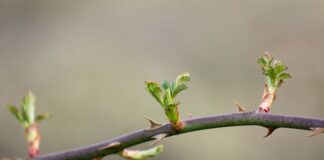 Co to znaczy słowo repozytorium?