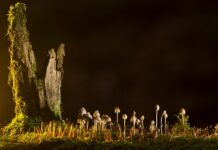 Jakie są rodzaje kontraktów na usługi medyczne?