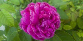 Czy ZUS może sprawdzić logowanie telefonu?