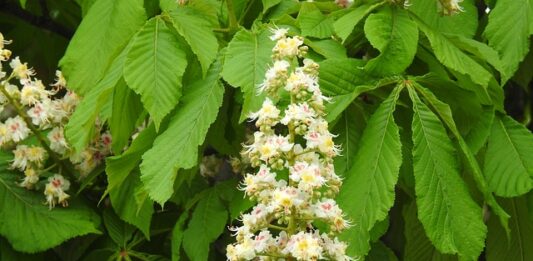 Ile kosztuje matura IB?