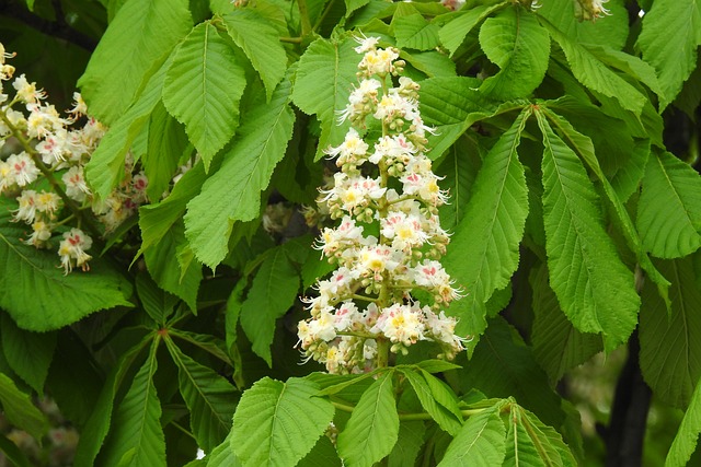 Ile kosztuje matura IB? Ile kosztuje matura IB?