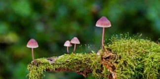 Jakie są rodzaje urlopu?