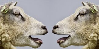 Jakie są sposoby komunikacji popularne wśród osób z niepełnosprawnością? Jakie są sposoby komunikacji popularne wśród osób z niepełnosprawnością?