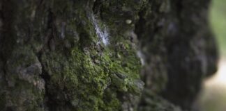 Czy referencje mogą być negatywne?