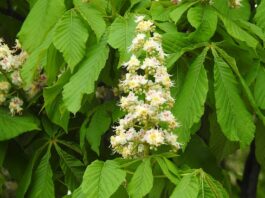 Czy matura IB jest trudniejsza od polskiej?