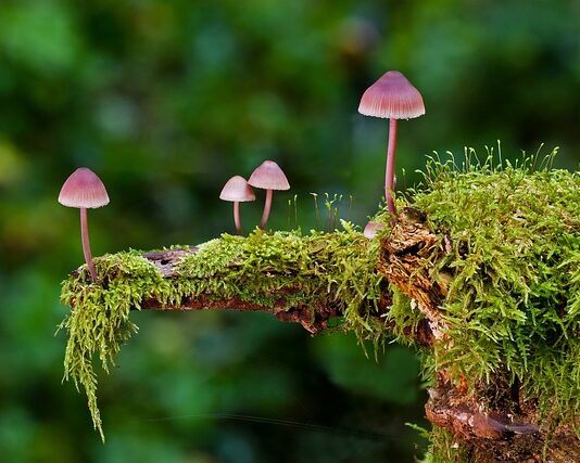 Jakie wyróżniamy rodzaje integralności? Jakie wyróżniamy rodzaje integralności?