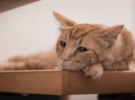 Jakie metody wychowawcze w przedszkolu?