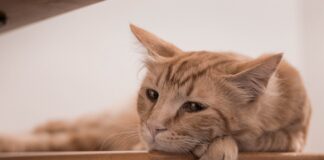 Jakie metody wychowawcze w przedszkolu?