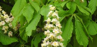 Czy amerykańska matura jest honorowana w Polsce? Czy amerykańska matura jest honorowana w Polsce?