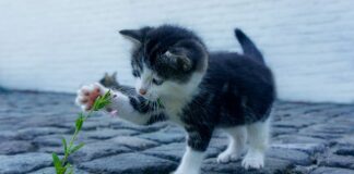 Na czym polega proces uczenia się przez całe życie? Na czym polega proces uczenia się przez całe życie?