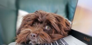 Co dalej z telepracą? Co dalej z telepracą?