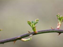 Jak zrobić repozytorium?