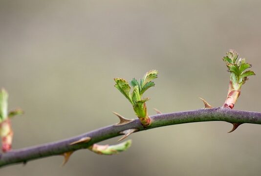 Jak zrobić repozytorium? Jak zrobić repozytorium?