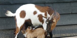 Jak zapanować nad dziećmi w przedszkolu?