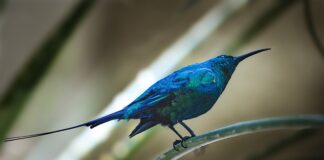 Czy faktura potwierdza należyte wykonanie zamówienia?