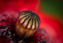 Ile pamięci RAM do Windows 11?